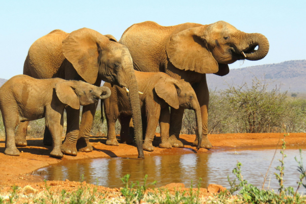 Eine Gruppe von vier Elefanten – zwei ausgewachsene Tiere und zwei Jungtiere – steht an einem kleinen Wasserloch in einer trockenen, rötlich-braunen Landschaft. Die Elefanten trinken oder spielen mit ihrem Rüssel im Wasser, während im Hintergrund sanfte Hügel und spärliche Vegetation zu sehen sind.