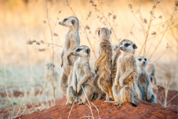 Eine Gruppe von Erdmännchen steht aufmerksam aufrecht auf einem kleinen Erdhügel in einer trockenen, grasbewachsenen Landschaft und blickt in verschiedene Richtungen, während im Hintergrund unscharfe Pflanzen zu sehen sind.