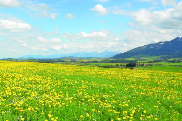 Das Bild zeigt eine großzügige grüne Landschaft mit vielen Sonnenblumen und Bergen im Hintergrund.