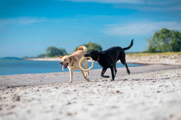 Auf dem Bild sind zwei spielende Hunde zu sehen die gerade an der Ostsee entlang laufen.