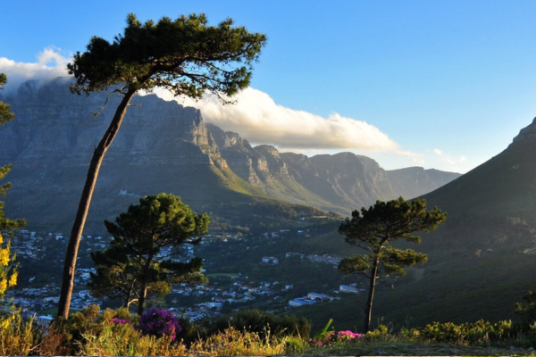 Das Bild zeigt eine grüne Lnaschaft mit Bäumen und den Tafelbergen von Kapstadt im Hintergrund