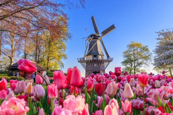 Auf dem Bild sieht man im Hintergrund eine Winmühle. Im Vordergrund stehen rosafarbende Tulpen, die die Mühle umgeben.
